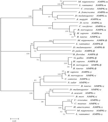Hypoxia Induces Changes in AMP-Activated Protein Kinase Activity and Energy Metabolism in Muscle Tissue of the Oriental River Prawn Macrobrachium nipponense